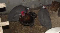 /album/nadvore/chov1-026-jpg/